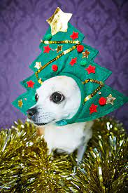 Facebook Christmas Dog Hat Christmas Animals Christmas Dog