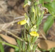 Image result for Justicia flava