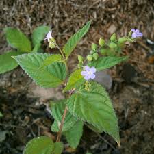 Image result for Priva curtisiae