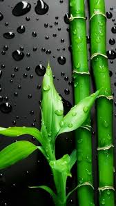 Samsung Wallpaper Green Hintergrundbild Tapete Green Wet Leave 4k Mobile Wallpapers 4k Mobi Colorful Wallpaper Original Iphone Wallpaper Smartphone Wallpaper