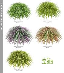 Pin By Matthias Jakel On Plants Mygreenspace Grasses Landscaping Backyard Grass Landscaping Garden Shrubs