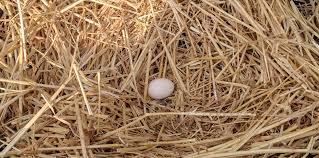Ideally, the boxes will be placed in an area of the coop that is fairly dark and not too busy. Chicken Nesting Boxes Everything You Need To Know Cluckin