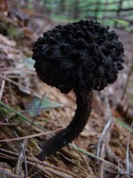 Black And White Mushrooms In Yard Pin By Cora Gangware On Cool Fungi Stuffed Mushrooms Fungi Plant Fungus