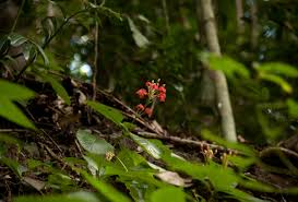 Image result for Ruspolia seticalyx