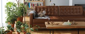 I live in a pet friendly 3 bedroom near downtown with my kitten bugs! Studioydesign Victoria Bc Furniture Store
