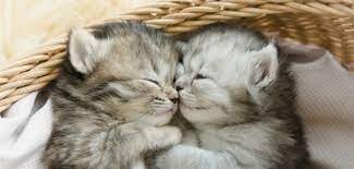 +39 055 26261 email get directions. Baby Katzen Richtiger Umgang Mit Dem Tierischen Nachwuchs