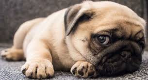 We've added over 2,000 new coloring pages and organized them by calendar so it's easier to find what you want! Pug Dog Breed Information Center A Complete Guide To The Pug