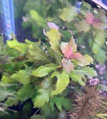 Image result for Hypoestes triflora