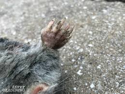 Garden or domestic jobs are usually only one or two moles, but the molecatcher still has to make several visits to complete the task, so per mole price is higher than an agricultural rate. How To Get Rid Of Moles In Your Yard And Garden