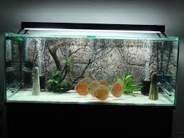 Fish Tank Fish Tanks Betta And Marimo Moss Ball Fish Tank Aquarium Fish Discus Fish