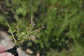 Image result for Aeollanthus ukamensis