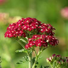 New Vintage Red Yarrow Achillea High Country Gardens