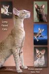 Long-haired Cat Breeds - Cat Breeds Encyclopedia