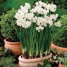 Paperwhite Narcissus Pkg Of 6 2 Bulb Flowers Daffodils Paperwhites
