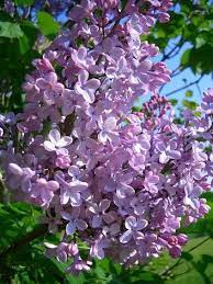 Pin By Steph Kauffman On Flora Flora Flora Lilac Bushes Syringa Vulgaris Lilac Flowers
