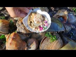 Pearl Freshwater Pearls And Seawater Pearls 30 Year Old Shell Youtube Em 2020 Com Imagens Perolas De Agua Doce Agua Doce Conchas