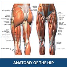 To work the hip abductor muscles, perform hip abduction exercises three times a week. Hip Flexor Strains Florida Orthopaedic Institute