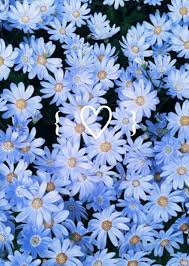 Flowers Wallpaper And Blue Image Daisy Flower Pictures Vsco Wallpapers Flower Backgrounds