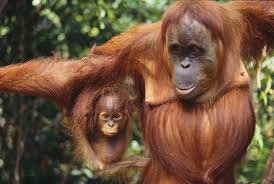 Other types of animals found in the tropical rainforest include primates such as the gorilla, the chimpanzee, the bonobo, the orangutan, the gibbon and the siamang. Rainforest Animals List Adaptations Pictures