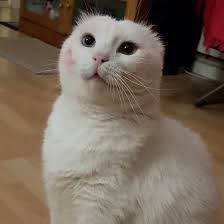 amo los besitos de mami cat straycat albino heterochromia pet cute adorable kawaii doraemon truelove kissme funny cat model stray cat funny cats