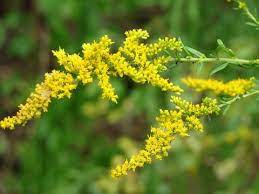 Goldenrod Kentucky State Flower Goldenrod Flower Goldenrod