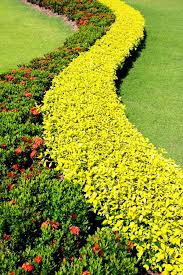 Download Shrubs Garden Decoration Royalty Free Stock Photo Image 22198695 Belos Jardins Arbustos Jardins Pequenos