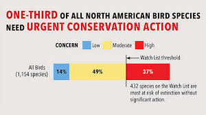 More Than 1 3 Of North American Bird Species At Risk Of