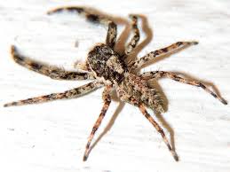 Tan Jumping Spider Brandeis University Non Holometabolous Arthropods Insects Spiders Millipedes Centipedes Crustaceans Amp Others Inaturalist