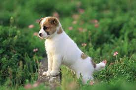 Wallpapers And Pictures Of Dogs 1697 1128 Dog Wallpaper 45 Wallpapers Adorable Wallpapers Pretty Dogs Baby Dogs Cute Animals