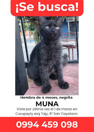 AMO A LOS GATOS!! Y QUE?! PARAGUAY