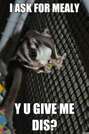Sugar Glider Meme Sugar Glider Sugar Glider Baby Cute Funny Animals