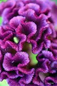 Pin On Fabulous Flowers