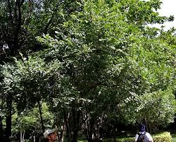 Image result for Diospyros abyssinica