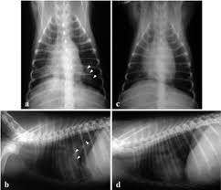 Dog pneumonia or lung cancer. Thoracic Radiographs Of A Dog With Pneumonia After Rena Open I