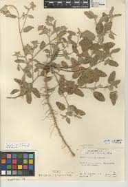 Image result for Croton polytrichus