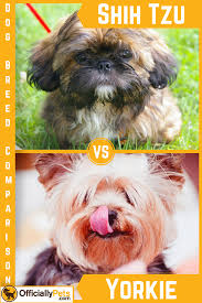 Shih Tzu Vs Yorkie A Detailed Comparison Of Both Dog Breeds Thinking Of Getting Either Of These Dog Breeds Well Check Dog Breeds Yorkie Socializing Dogs