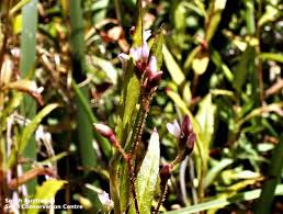 Image result for Persicaria strigosa