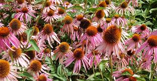 And even more, it will open up your garden and flowerbeds to plants you simply can't find at your when to start seeds indoors is always the million dollar question. Start Flower Seeds Indoors And Get A Head Start On Gorgeous Life S Dirty Clean Easy