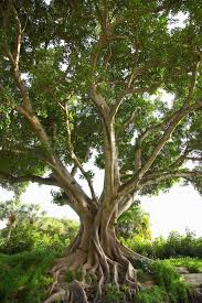 Ficus Religiosa Sacred Fig Bodhi Tree Pippala Peepul Peepal 100 Seeds Fig Tree Bonsai Tree Types Bodhi Tree