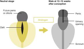 As such, the insensitivity to androgens is only clinically significant when it occurs in individuals with a y chromosome or, more specifically, an sry gene. Complete Androgen Insensitivity Syndrome A Guide For Parents And Patients Springerlink