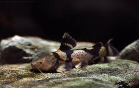 Pseudopimelodus bufonius – Giant Bumblebee Catfish (Pimelodus bufonius) —  Seriously Fish