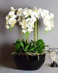 Artificial White Orchids Black Pot