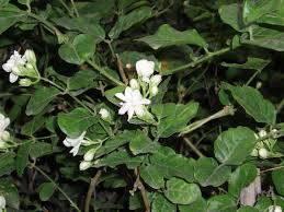 Maybe you would like to learn more about one of these? Melati Putih Wikipedia Bahasa Indonesia Ensiklopedia Bebas