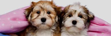 So how much does a havanese puppy cost? Havanese Puppies For Sale Puppies For Sale In New York City
