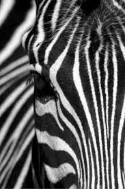 Zebra Wallpaper For Phone Samsung Galaxy Gs4active Com Zebra Wallpaper Zebra Zebra Painting
