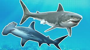 Sharks For Kids Great White Vs Hammerhead Shark Week For Kids Youtube Illustration isolated on white background. sharks for kids great white vs hammerhead shark week for kids