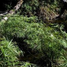 Image result for Cyperus tomaiophyllus