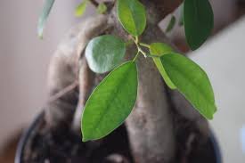 There are several trees that you can grow indoor, but the most common, and the easiest to care for, is the ficus bonsai. Bonsai Tree Complete Guide How To Grow And Care For Bonsais