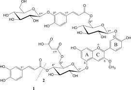 Image result for Bothriocline longipes