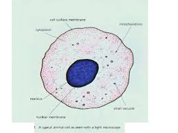 Microscopy and the interpretation of cell structures. Cells All Livings Things Are Made Of Cells Cells Are Very Small So Large Organisms Contain Millions Of Cells Some Organisms Are Unicellular These Ppt Download
